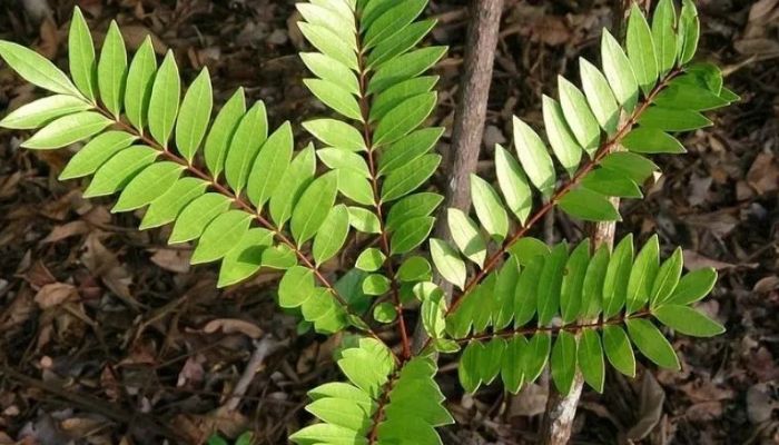 Cây mật nhân thuộc họ thanh thất