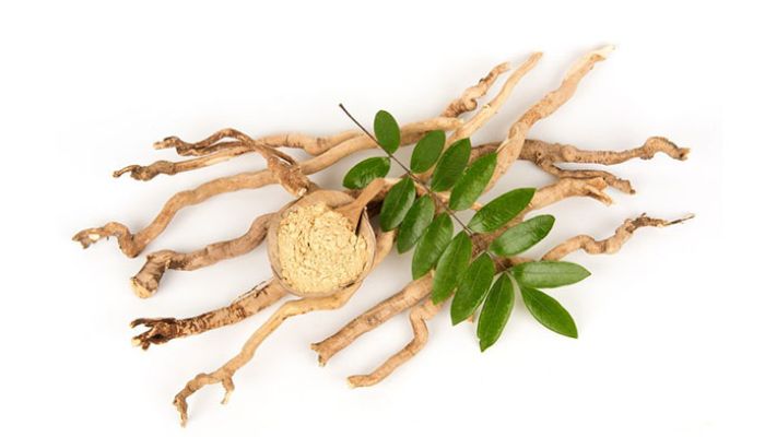 Bài thuốc từ mật nhân chủ yếu hỗ trợ giải độc, cải thiện thận yếu