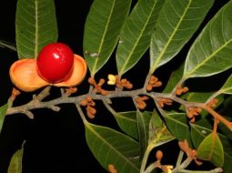 Cây máu chó mọc là loại cây thân gỗ