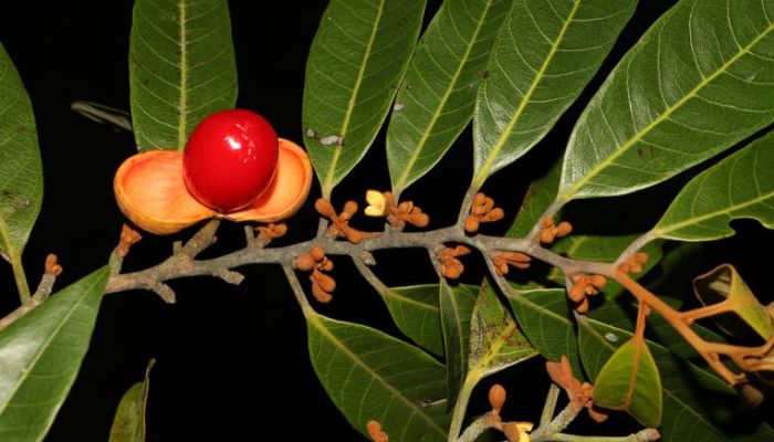 Cây máu chó mọc là loại cây thân gỗ