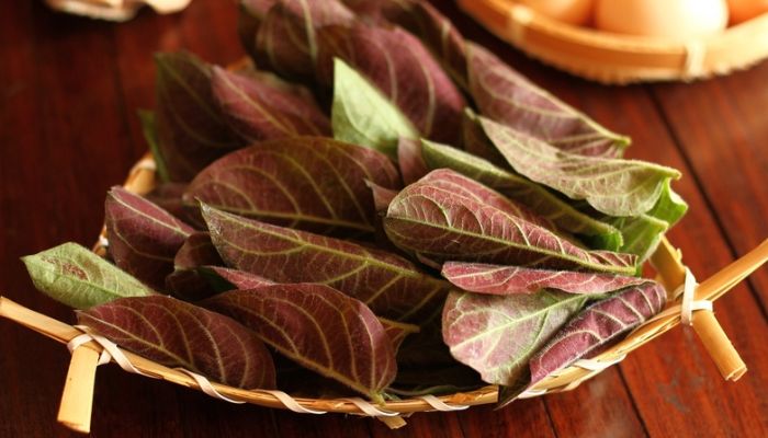 Lá mơ được bà con dùng phổ biến trong cuộc sống hàng ngày