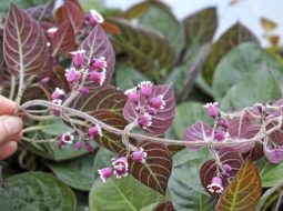 Cây mơ tam thể có rất nhiều tại các tỉnh từ Bắc vào Nam