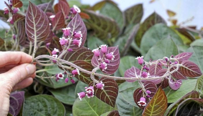 Cây mơ tam thể có rất nhiều tại các tỉnh từ Bắc vào Nam