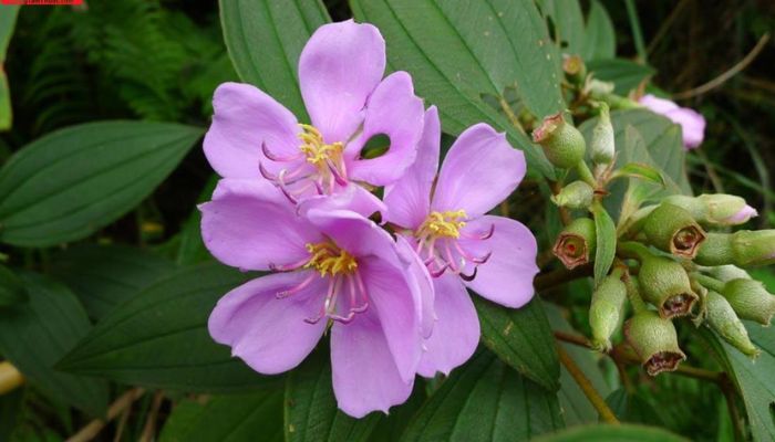 Cây mua mọc rất nhiều ở các vùng đồi núi