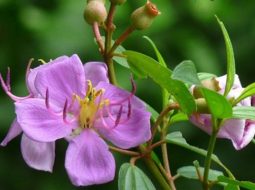 Bài thuốc từ cây mua giúp giảm viêm da mụn nhọt