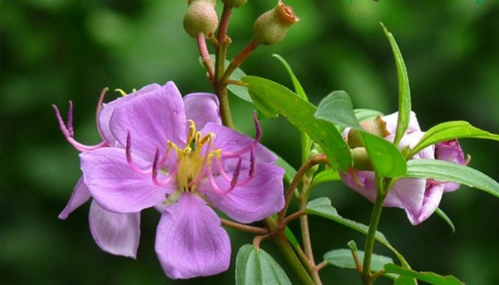 Bài thuốc từ cây mua giúp giảm viêm da mụn nhọt