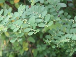 Cây phèn đen là cây thân thảo