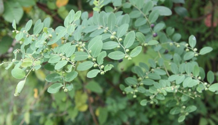 Cây phèn đen là cây thân thảo