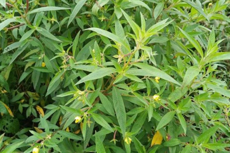 Cách chữa trào ngược dạ dày bằng cây rau mương theo dân gian