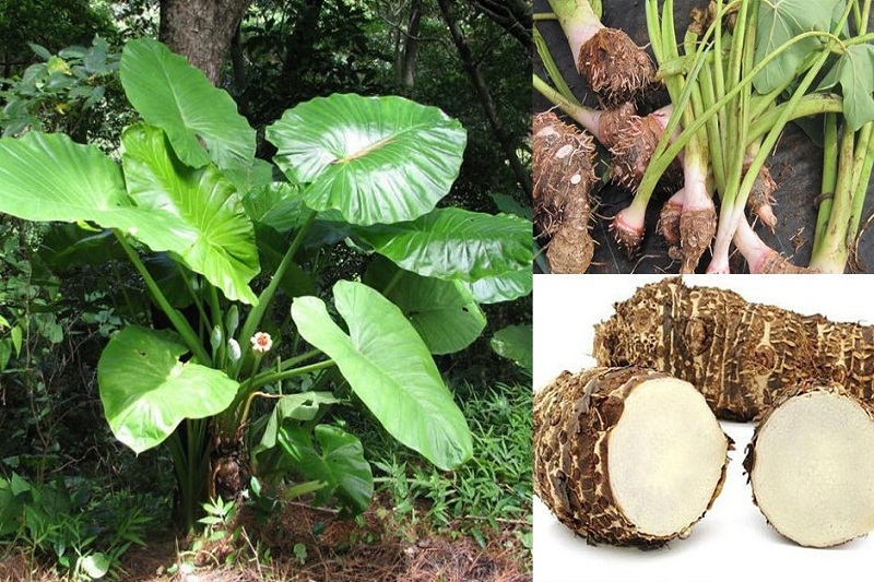 Củ ráy chữa bệnh xương khớp: Mẹo dân gian nhưng không tầm thường