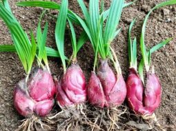 Sâm đại hành thuộc họ hành