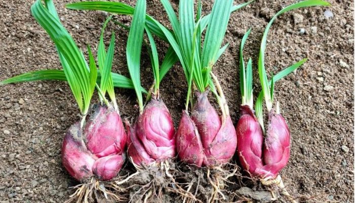 Sâm đại hành thuộc họ hành