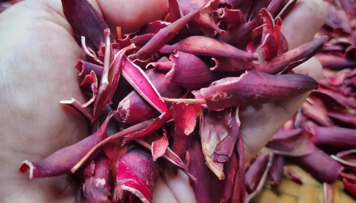 Sâm giúp bồi bồ cơ thể, bổ huyết cho người mới ốm dậy