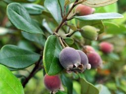 Trong Đông y, cây sim chủ yếu được dùng phần quả