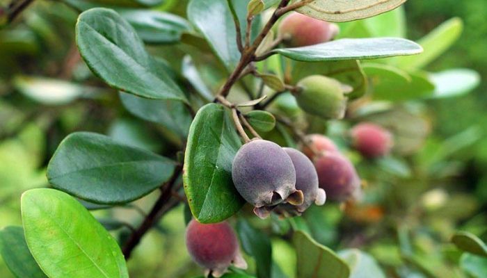 Trong Đông y, cây sim chủ yếu được dùng phần quả