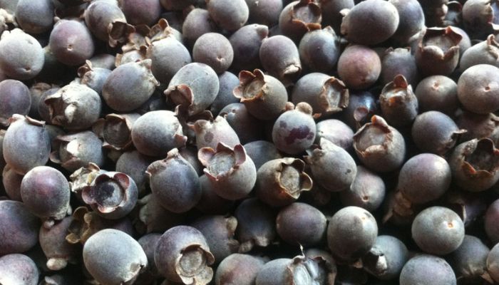 Bài thuốc từ sim cần phải điều chỉnh phù hợp với thể trạng