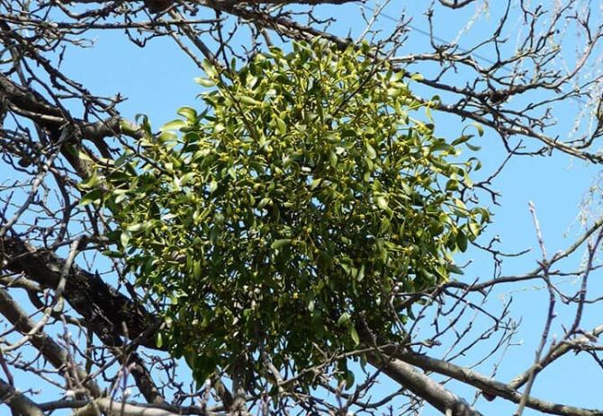 Cây tầm gửi sống ký sinh trên các thân cây khác