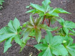 Cây thầu dầu chữa xương khớp: mẹo dân gian ai cũng nên biết