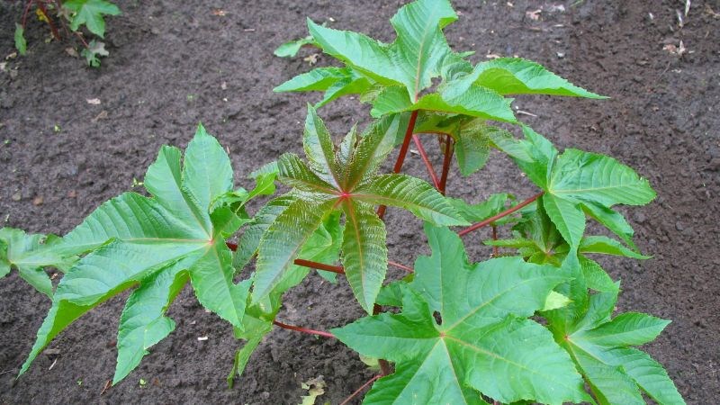 Cây thầu dầu chữa xương khớp: mẹo dân gian ai cũng nên biết