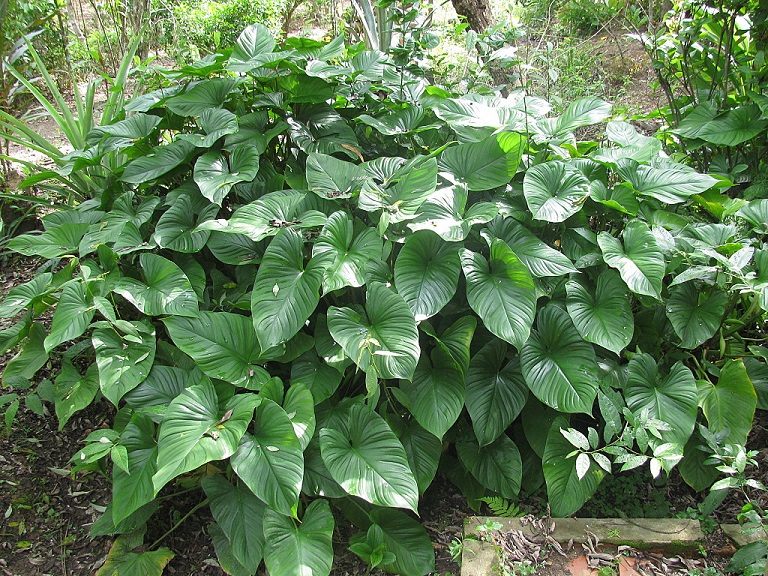 Cây thuốc Nam trị đau xương khớp: Chuyện cũ, bài thuốc mới