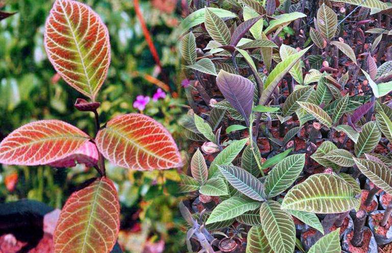 Lá cây chữa đau dạ dày: Mẹo dân gian nhưng thấm đẫm tinh hoa Đông y