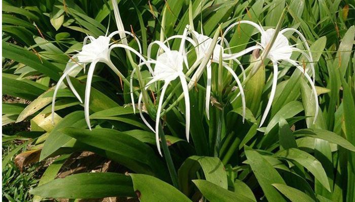 Cây trinh nữ hoàng cung được trồng rất nhiều ở miền Bắc Việt Nam