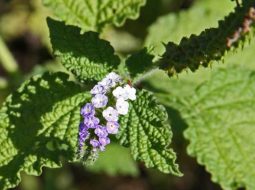 Vòi vòi thường được phối hợp cùng nhiều vị thuốc khác