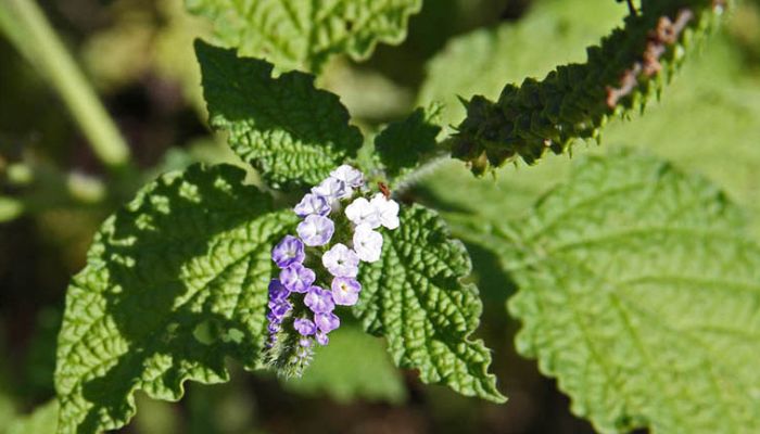 Vòi vòi thường được phối hợp cùng nhiều vị thuốc khác