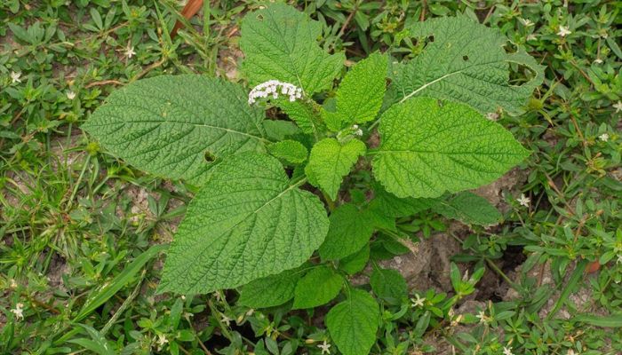 Cây vòi voi có thể tận dụng toàn bộ cây để làm thuốc