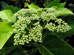 Cây vọng cách thuộc họ cà