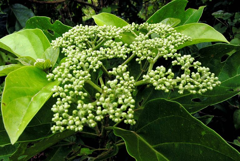 Cây vọng cách thuộc họ cà