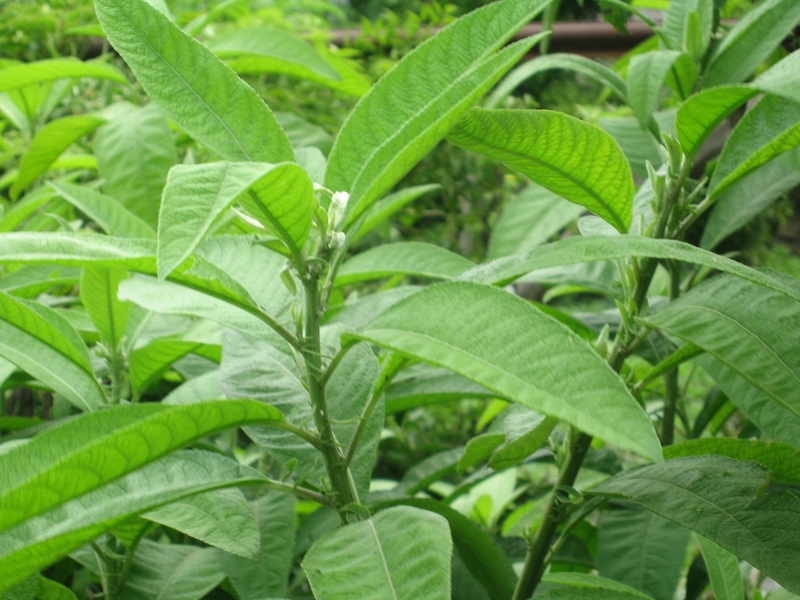 Mẹo dân gian dùng cây đại bi chữa xương khớp