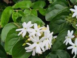 Chè vằng thuộc họ Nhài