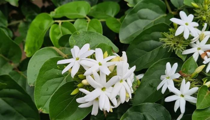 Chè vằng thuộc họ Nhài