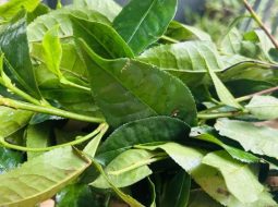 Chè xanh giúp giảm mệt mỏi và hỗ trợ hệ tiêu hóa