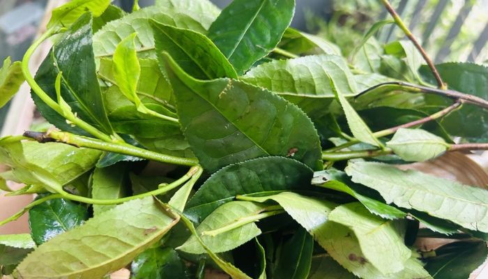 Chè xanh giúp giảm mệt mỏi và hỗ trợ hệ tiêu hóa