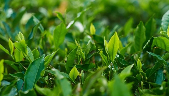 Chè xanh là thức uống quen thuộc của bà con