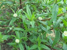 Cỏ mực còn được biết đến với tên gọi là cỏ nhọ nồi