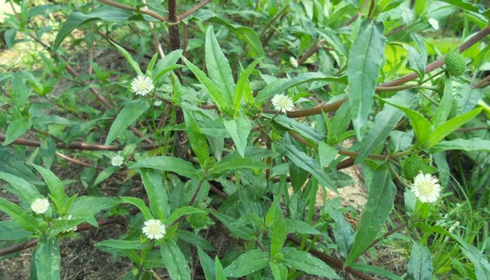 Cỏ mực còn được biết đến với tên gọi là cỏ nhọ nồi