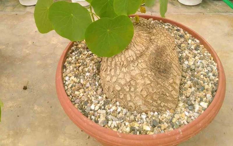 Củ bình vôi chữa mất ngủ: Mẹo dân gian giúp an thần, dễ ngủ hơn