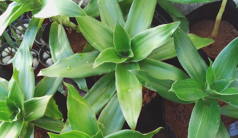 Mẹo dùng cây lược vàng chữa đau dạ dày theo kinh nghiệm dân gian