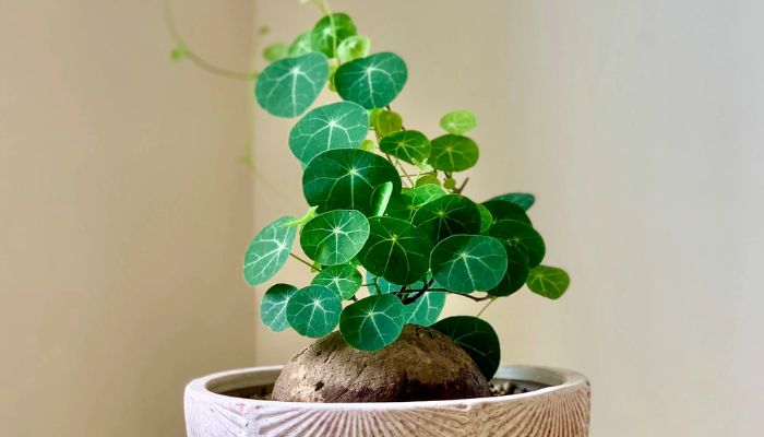 Củ bình vôi vừa là thuốc vừa là cây cảnh quen thuộc