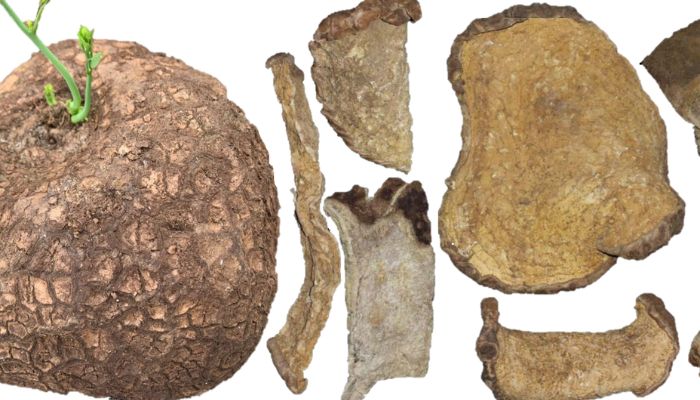 Củ bình vôi được ứng dụng rất nhiều trong các bài thuốc trị mất ngủ