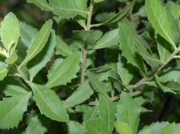 Câu cúc tần xuất hiện rất phổ biến ở các tỉnh từ Bắc vào Nam