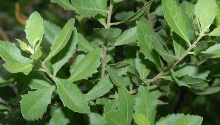 Câu cúc tần xuất hiện rất phổ biến ở các tỉnh từ Bắc vào Nam