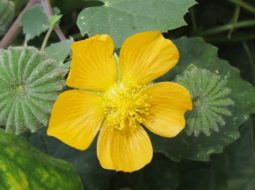 Đặc điểm cây cối xay