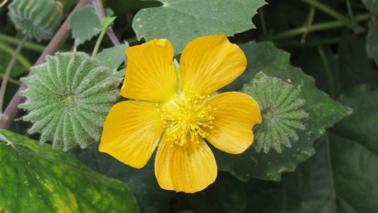 Đặc điểm cây cối xay