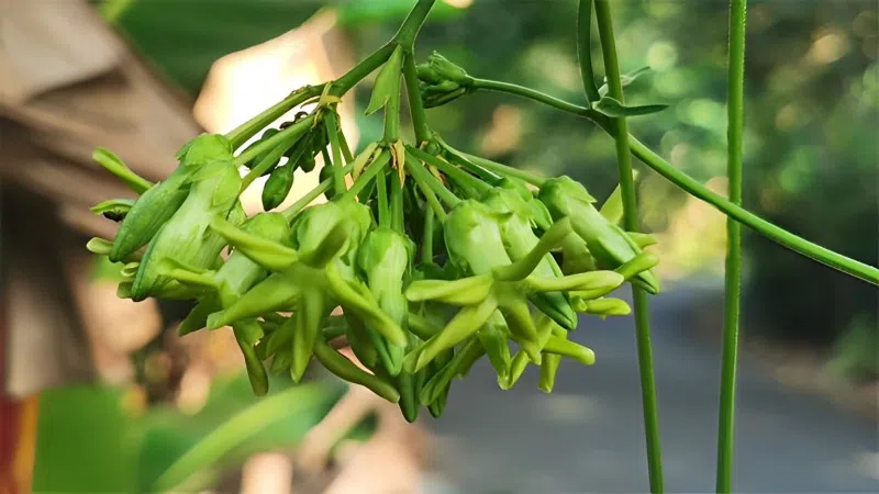 Hoa thiên lý hỗ trợ cải thiện giấc ngủ rất tốt