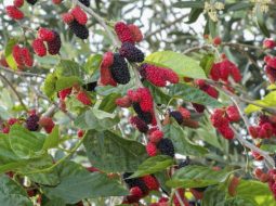 Các bài thuốc từ dâu tằm khá dễ sử dụng