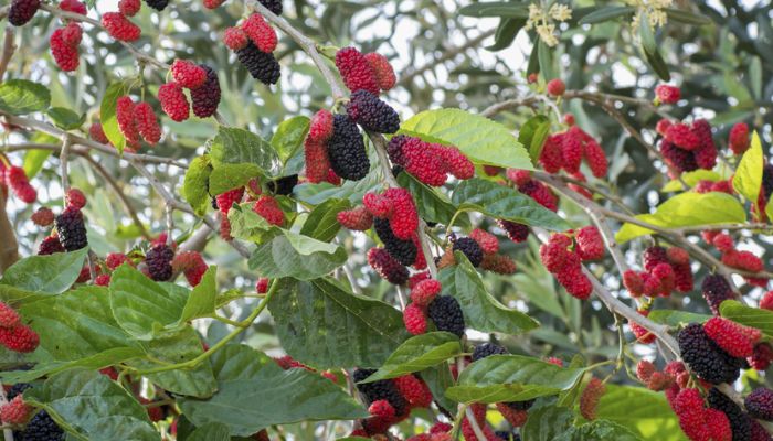 Các bài thuốc từ dâu tằm khá dễ sử dụng